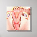Search for female anatomy canvas prints Transparent