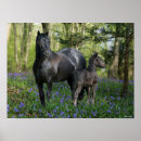Search for friesian horse art Mare