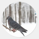 Search for pigeon stickers Grey