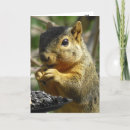 Search for nutty squirrel cards Nuts