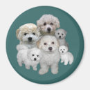 Search for bichons magnets Puppy