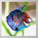 Search for enthusiast posters Fish