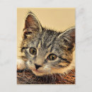 Search for cuddly postcards Pet