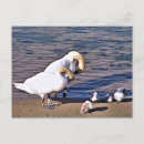 Search for swans postcards Cute