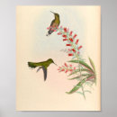 Search for hummingbirds art Flowers