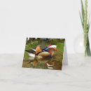 Search for mandarin cards Wildlife