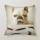 Search for french bulldog baby kids Pet
