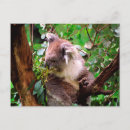 Search for koala bear postcards Australia