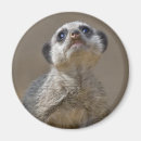 Search for kat magnets Animal