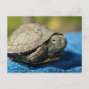 Search for young turtle Baby