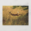 Search for length postcards Wildlife