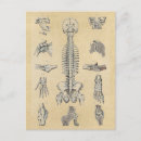 Search for skeletal postcards Skull