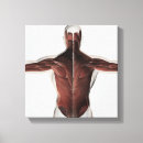 Search for external canvas prints External oblique muscles