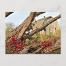 Search for fallen tree postcards Red