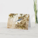 Search for blue jay birthday cards Wildlife