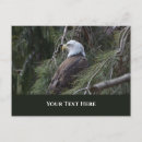 Search for america eagle postcards Animals