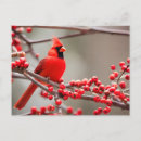 Search for cardinal bird postcards Forest
