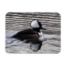 Search for drake magnets Bird