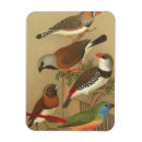 Search for avians magnets Nature