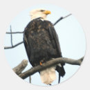 Search for eagle images stickers Bald eagles