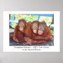 Search for orangutans posters Wildlife
