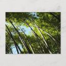 Search for bamboo postcards Nature