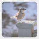 Search for blue jay bird stickers Avian