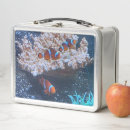 Search for fish lunch boxes Tropical