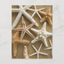 Search for starfish postcards Seashell