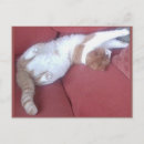 Search for nap photography Animal