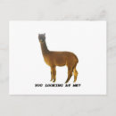 Search for alpacas postcards Pet