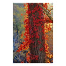 Search for creeper posters Red