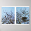 Search for partner posters Birds