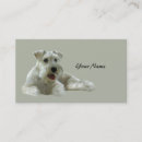 Search for miniature Terrier