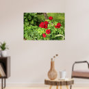 Search for red rose posters Nature