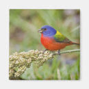 Search for wild one magnets Animals in the wild