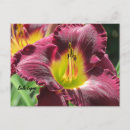 Search for daylily Daylilies