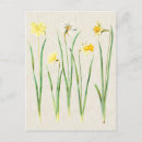 Search for vintage botanical postcards Antique