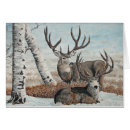 Search for buck mule deer postcards Wildlife