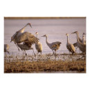Search for grus canadensis Sandhill crane