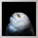 Search for snowy owls posters Animal