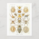 Search for arachnids postcards Vintage