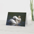 Search for swan cards Waterfowl