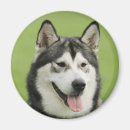 Search for malamute magnets Cute
