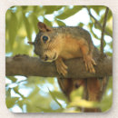 Search for squirrel coasters Cute