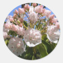 Search for mountain laurel stickers Nature