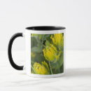 Search for indian paintbrush mugs Yellow