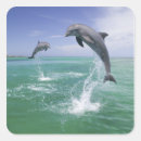 Search for bottlenose dolphin stickers Wildlife