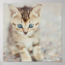 Search for whisker posters Photography