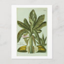 Search for j j postcards Botanical